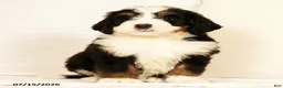 Bernedoodle dogs for sale: Sam - Ad 2