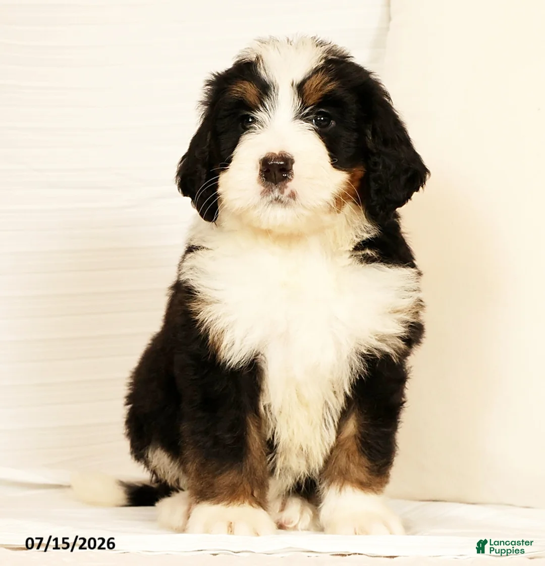 Bernedoodle dogs for sale: Sam - Ad 2