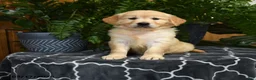 Golden Retriever dogs for sale: Holly - Ad 2