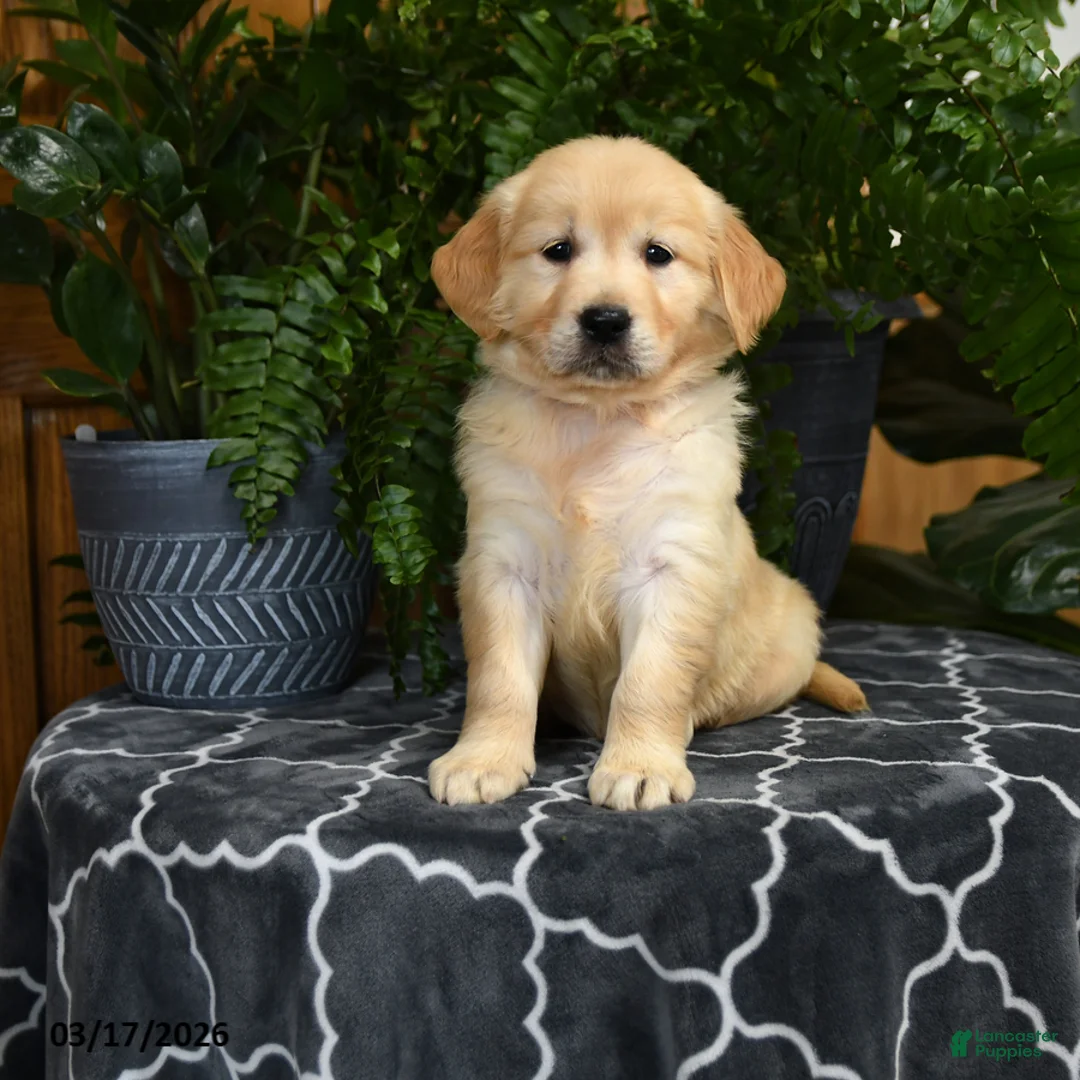 Golden Retriever dogs for sale: Holly - Ad 2