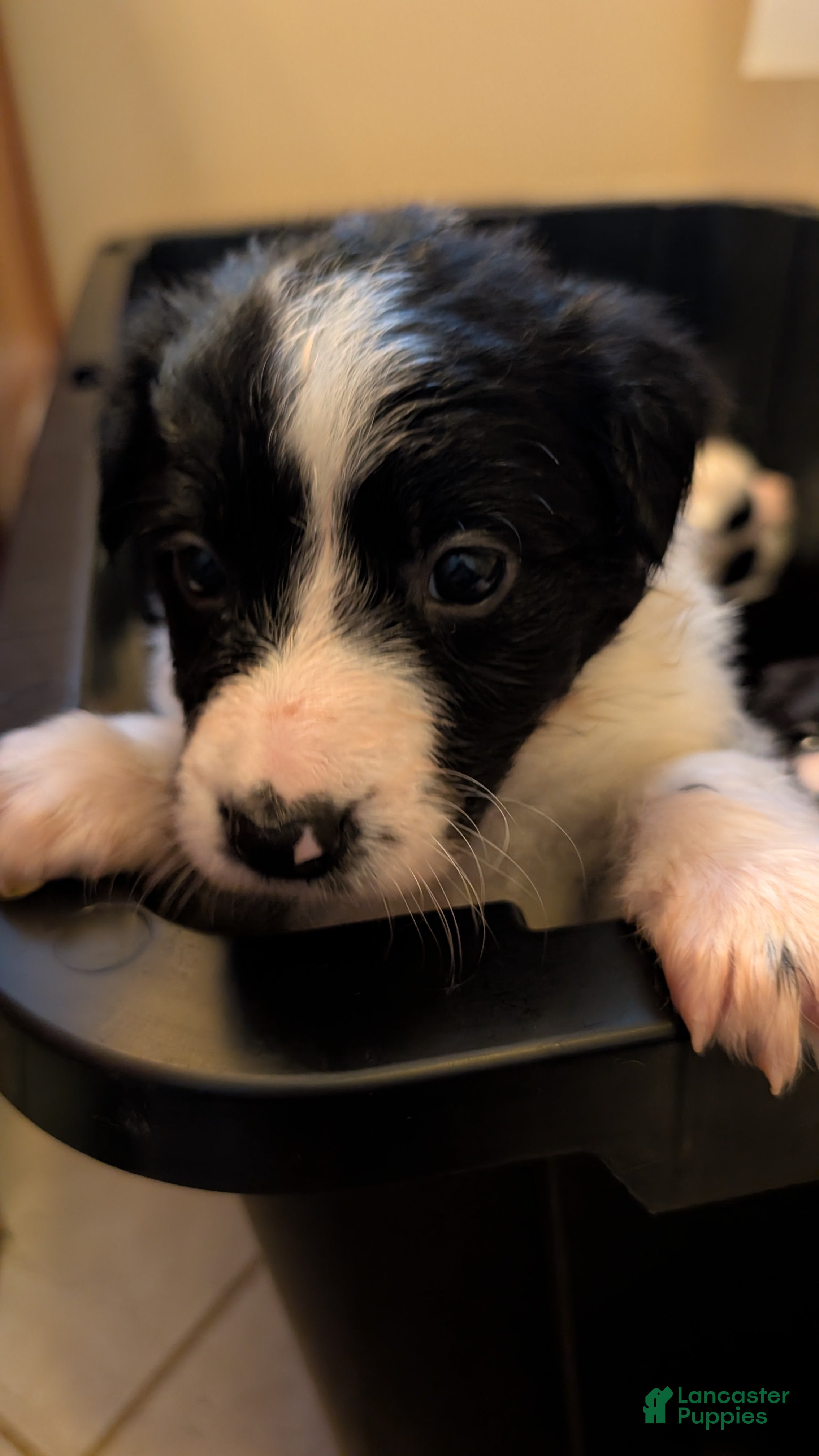 Mixed Breed dogs Chevy - Ad 1