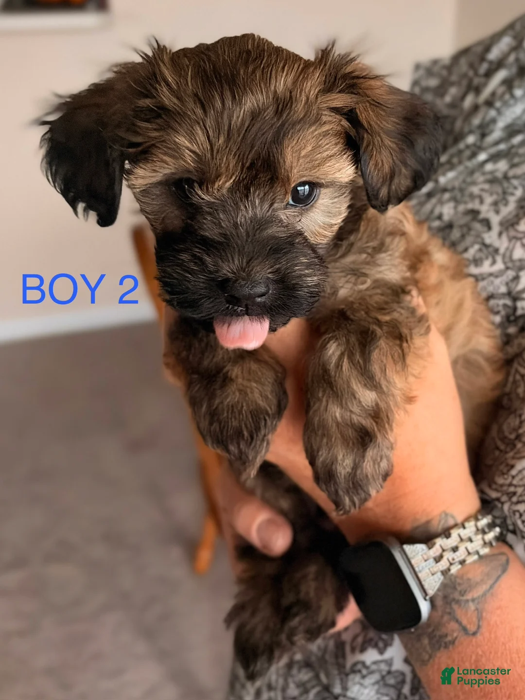 Mixed Breed dogs for sale: Mixed Breed Puppy 2 - Ad 2