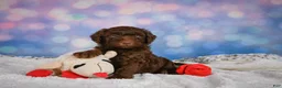 Mini Goldendoodle dogs for sale: Benji - Ad 3