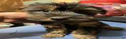 Yorkshire Terrier dogs for sale: Yorkshire Terrier 2 - Ad 1