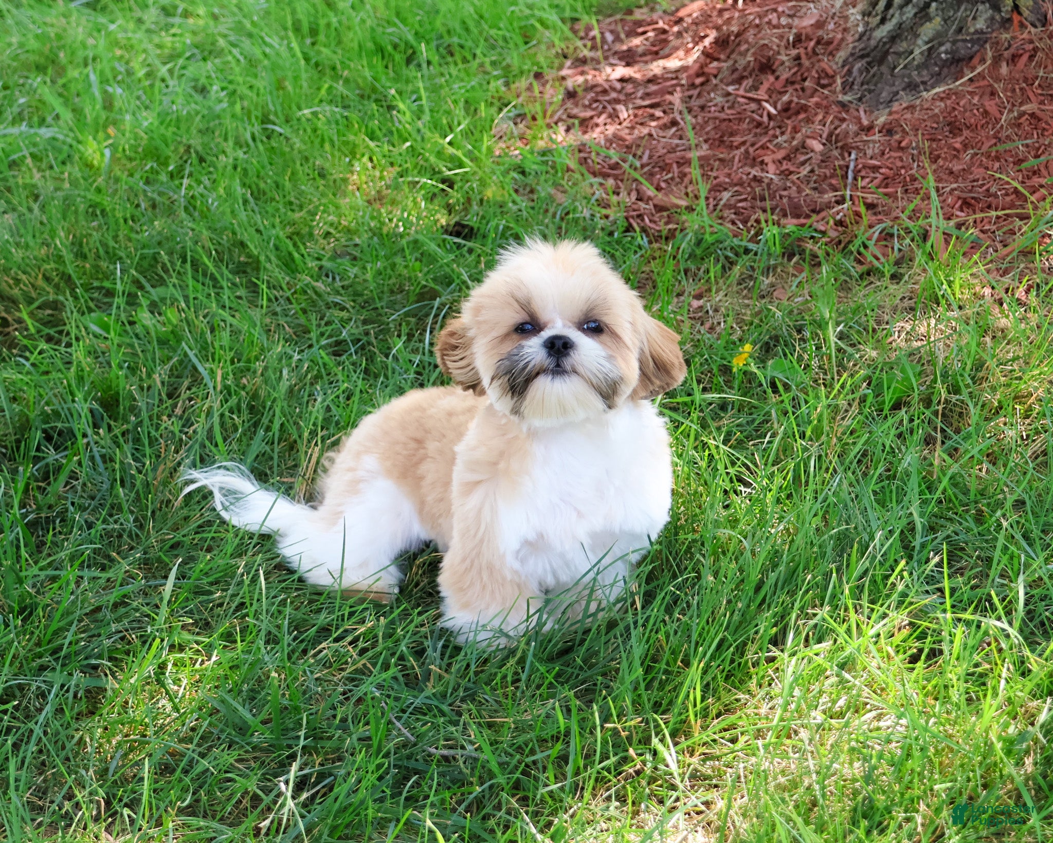 Shih Tzu dogs Theon - Ad 1