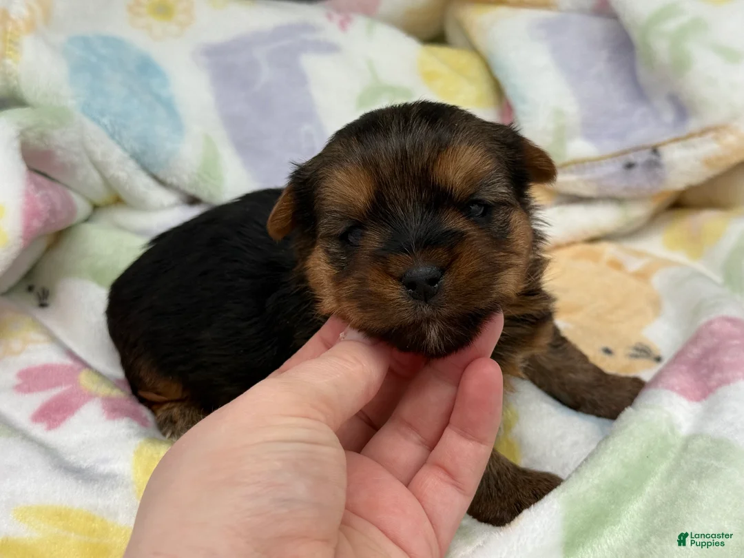 Yorkshire Terrier dogs for sale: Dawn - Ad 1