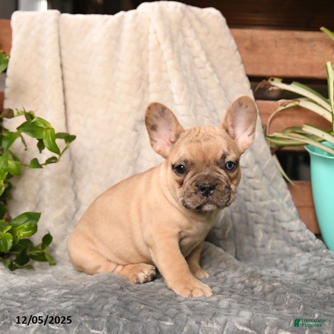 French Bulldog dogs for sale: Snickers - Ad 4