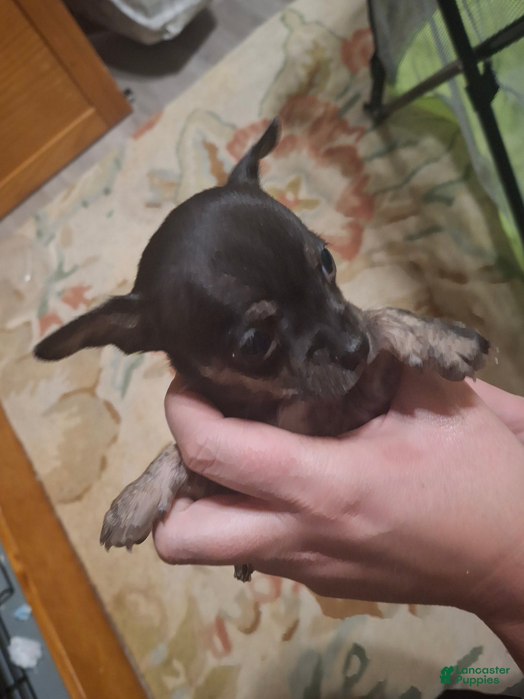 Chihuahua dogs for sale: Chihuahua Puppy 4 - Ad 10