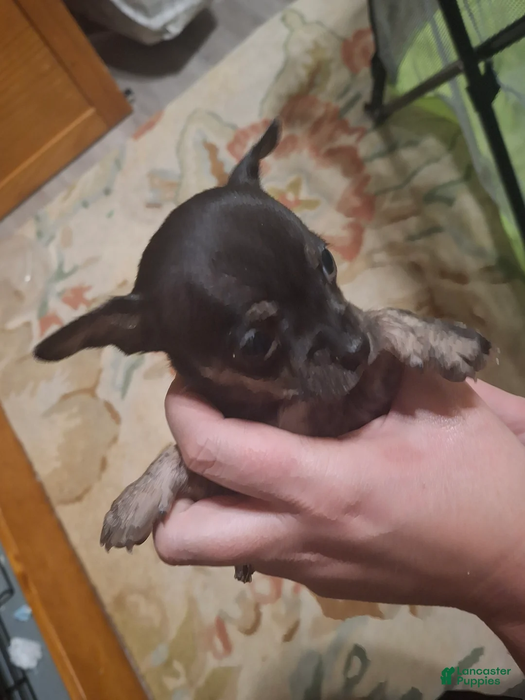 Chihuahua dogs for sale: Chihuahua Puppy 1 - Ad 10