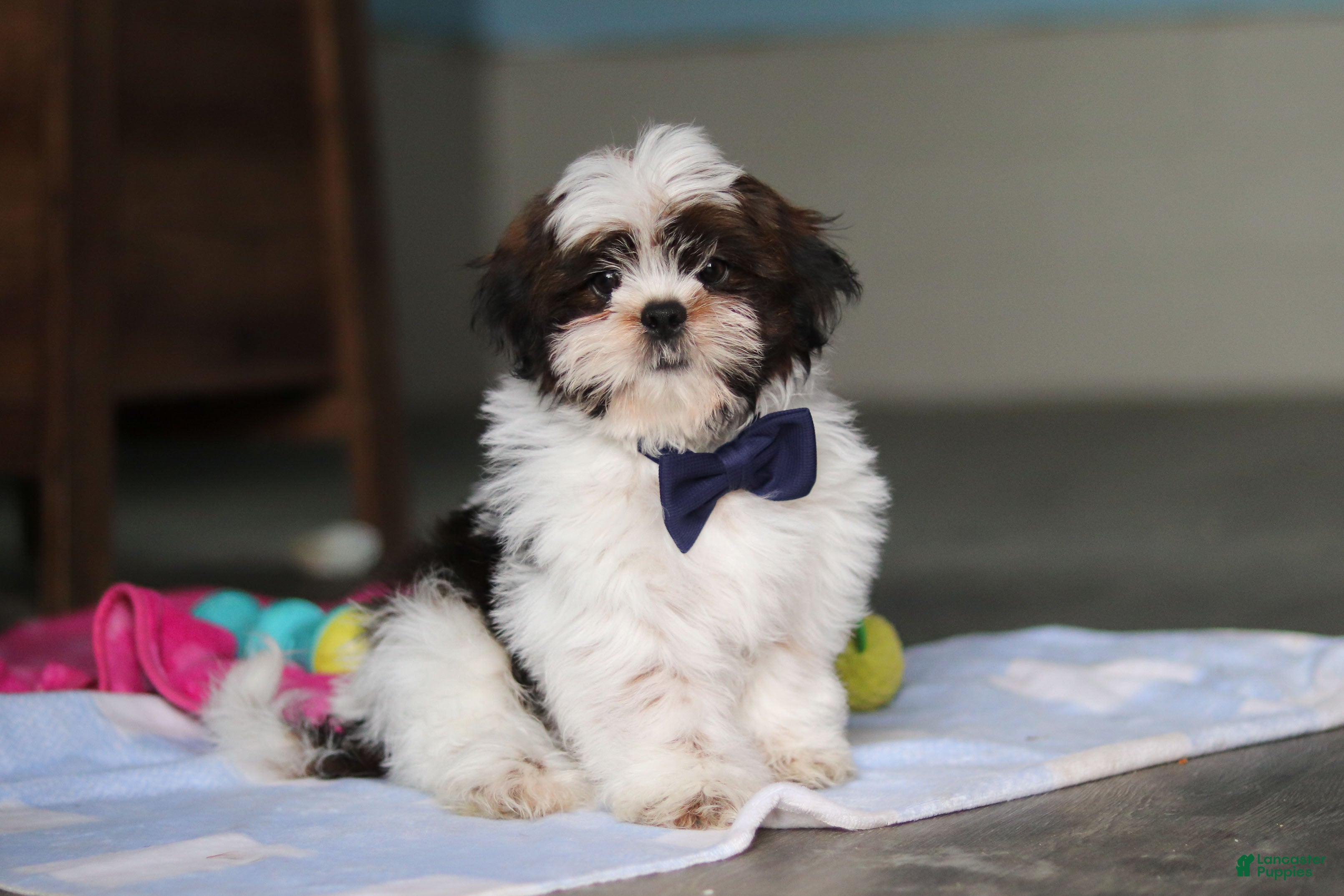 Shih Tzu dogs for sale: Elliot - Ad 1