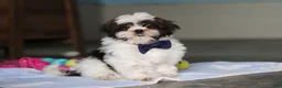 Shih Tzu dogs for sale: Elliot - Ad 1