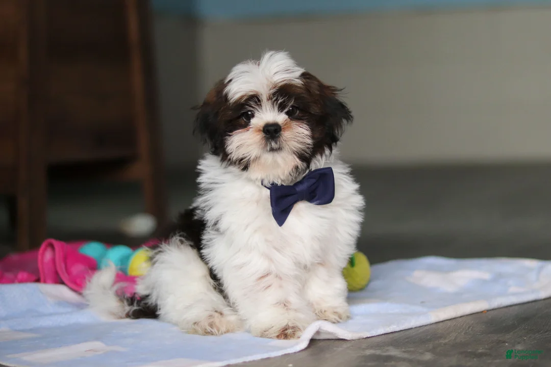 Shih Tzu dogs for sale: Elliot - Ad 1