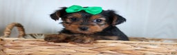 Yorkshire Terrier dogs for sale: CHLOE - Ad 13