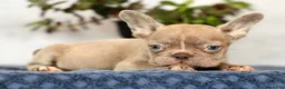 French Bulldog dogs for sale: Wendall - Ad 5
