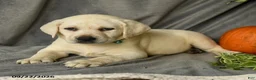 Labrador Retriever dogs for sale: Dina - Ad 5