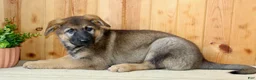 German Shepherd dogs for sale: Paula - Ad 4