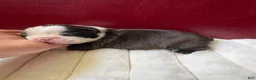 Boston Terrier dogs for sale: Boston Terrier 1River  - Ad 5