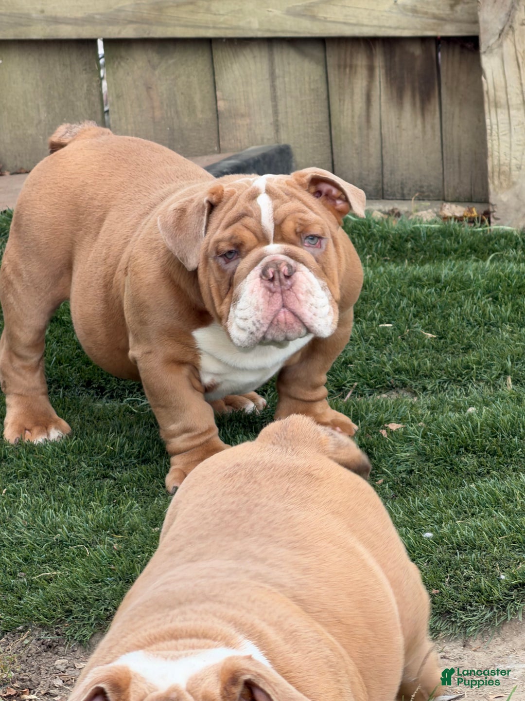 English Bulldog dogs for sale: English Bulldog Puppy 2 - Ad 2