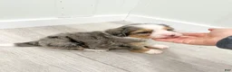 Mini Bernedoodle dogs for sale: Angel  - Ad 7