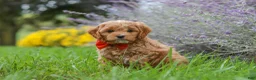 Cavapoo dogs for sale: Rover - Ad 3