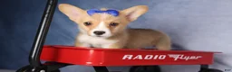 Welsh Corgi Pembroke dogs for sale: Charlie 🐾💙 - Ad 14