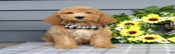 Goldendoodle dogs for sale: Jackson - Ad 8