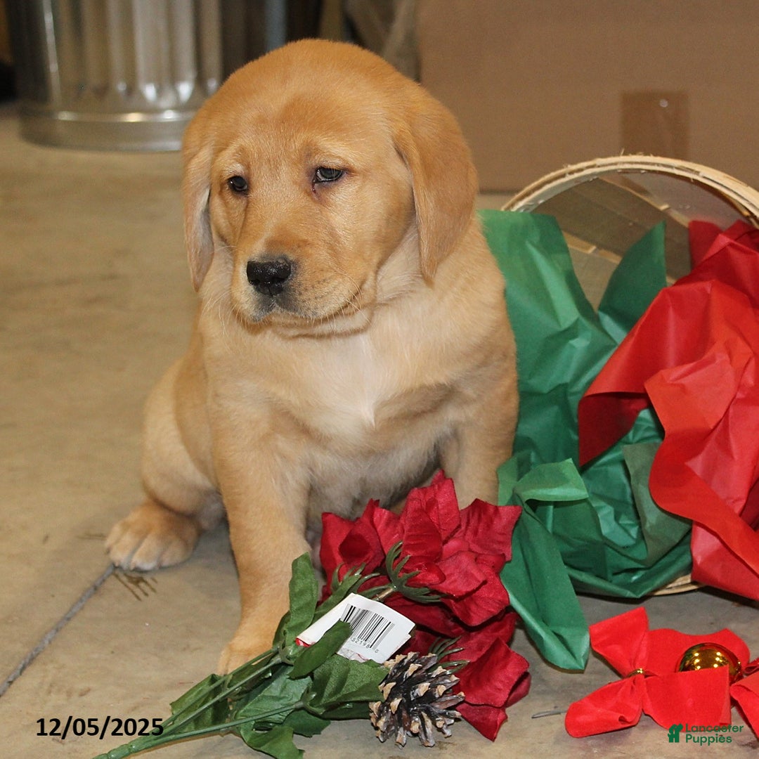 Goldador dogs for sale: Cooper - Ad 1