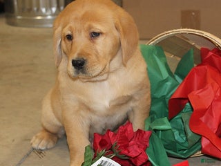 Goldador dogs Cooper - Ad 8