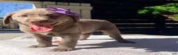 Labrador Retriever dogs for sale: Scarlett - Ad 3