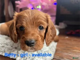 Cavapoo dogs Betty - Still available - Ad 42