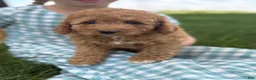 Cavapoo dogs for sale: Rose - Ad 1
