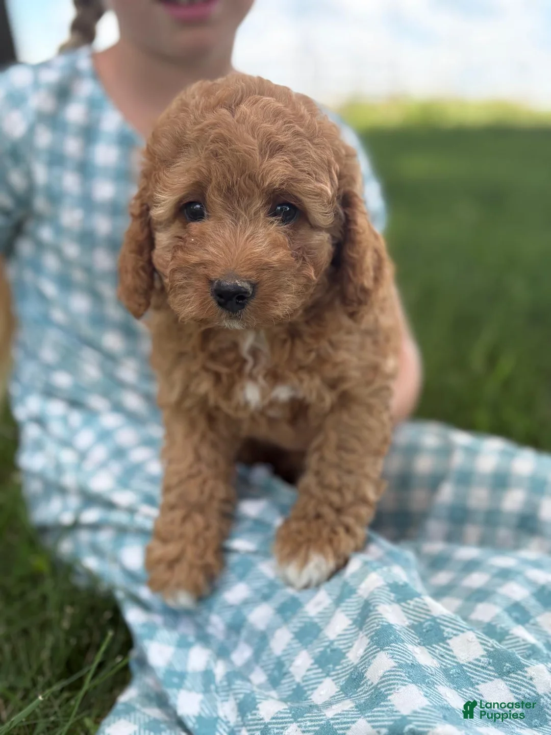 Cavapoo dogs for sale: Rose - Ad 1