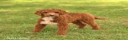 Miniature Poodle dogs for sale: Spot - Ad 1