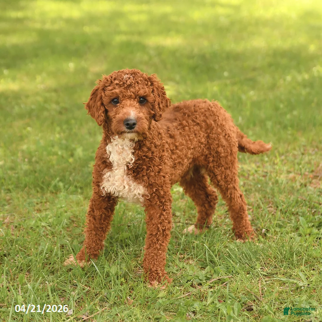 Miniature Poodle dogs for sale: Spot - Ad 1