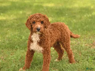 Miniature Poodle dogs for sale: Spot - Ad 3