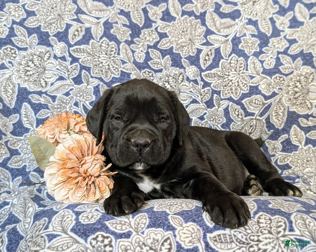 Cane Corso dogs for sale: Johannah - Ad 5