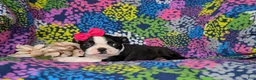 Boston Terrier dogs for sale: Elly - Ad 4