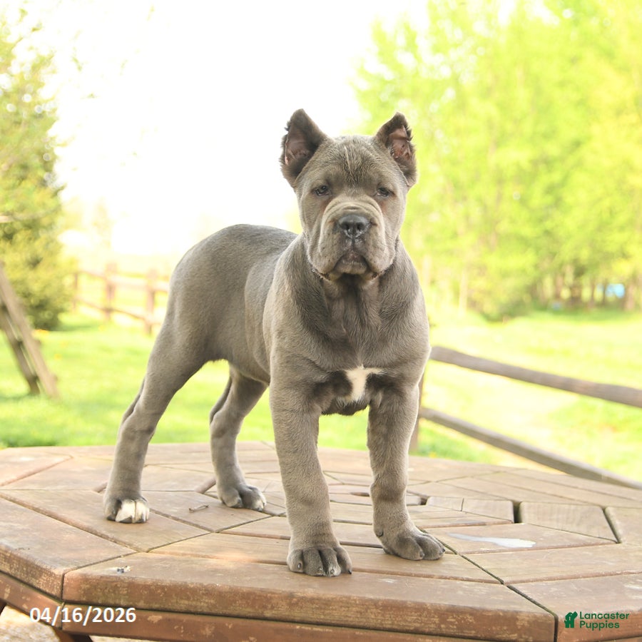 Cane Corso dogs Wren - Ad 2