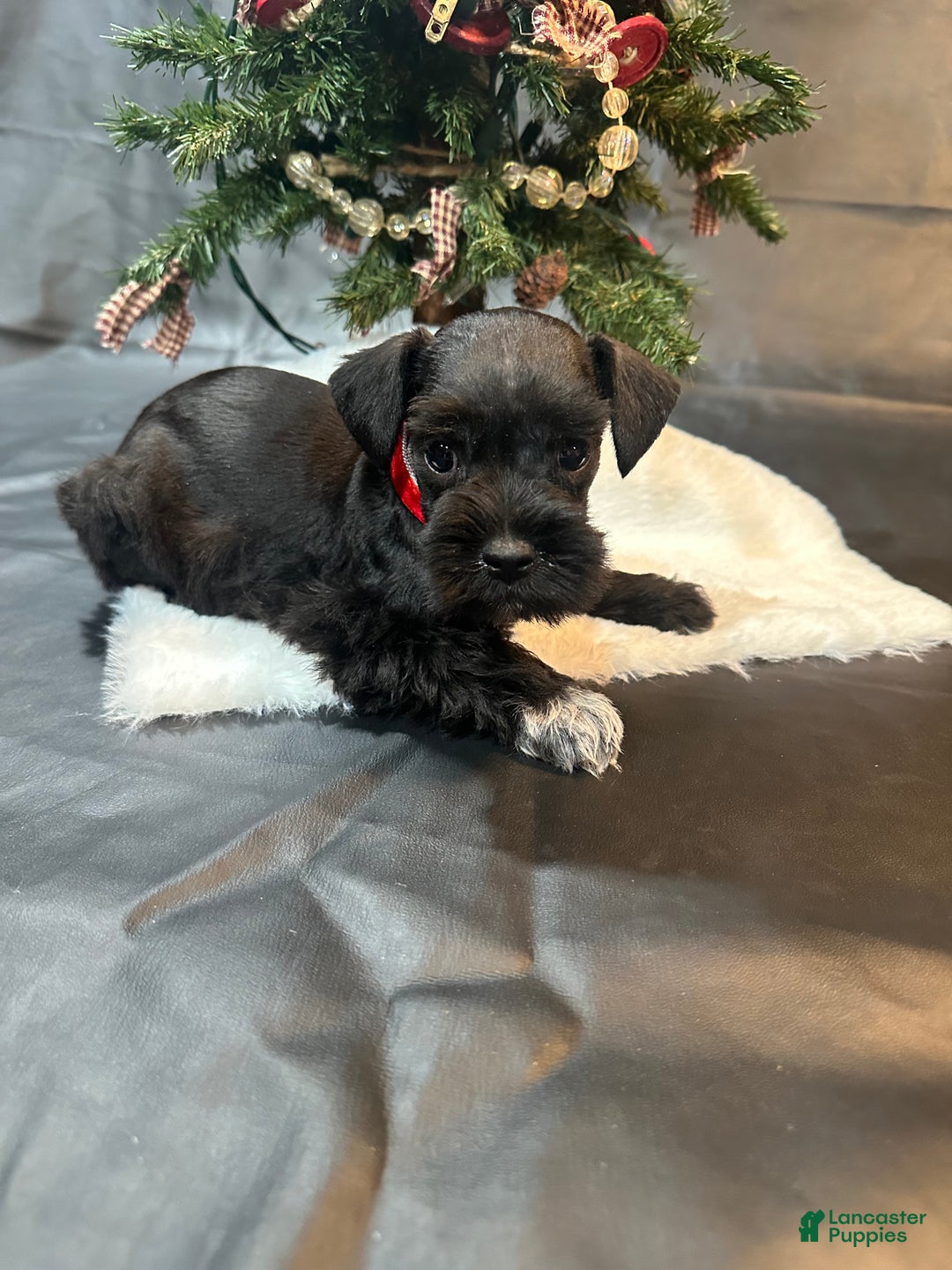 Miniature Schnauzer dogs for sale: Eve - Ad 2