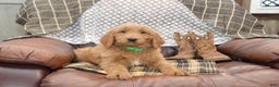 Goldendoodle dogs for sale: Rusty - Ad 2