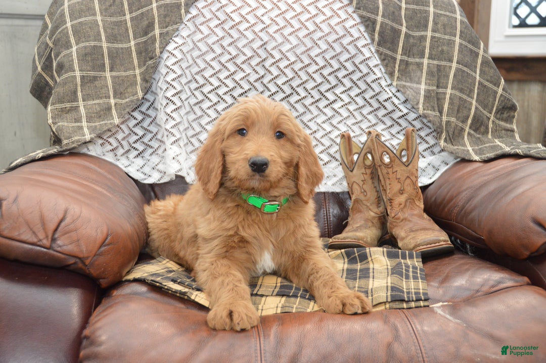Goldendoodle dogs for sale: Rusty - Ad 2