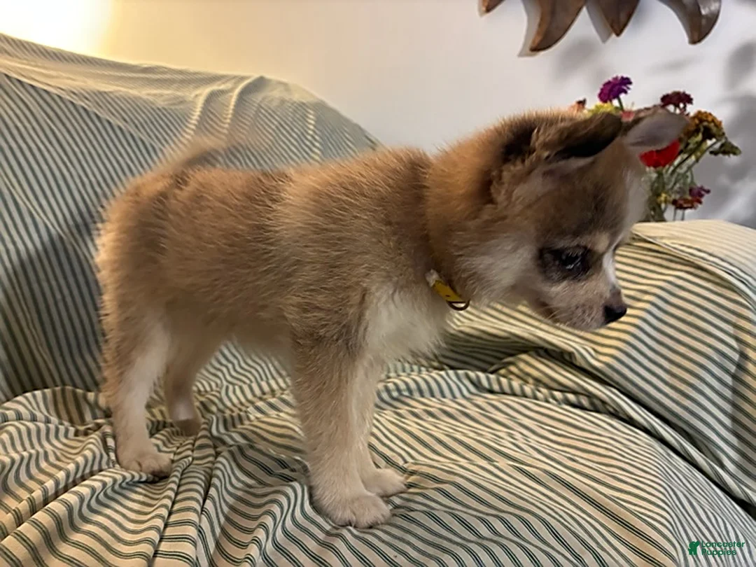 Pomsky dogs for sale: Flo - Ad 3