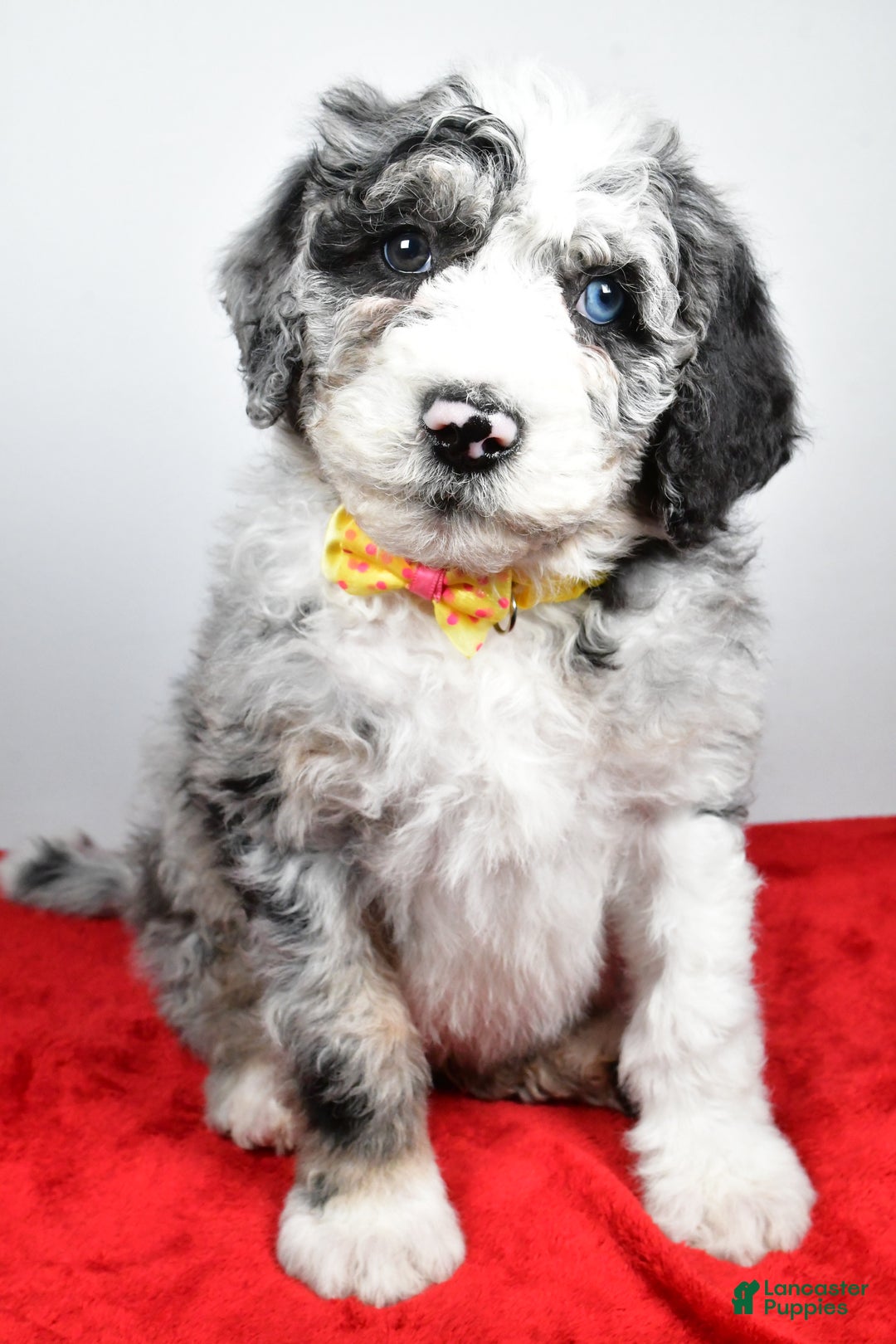 Sheepadoodle dogs for sale: Max - Ad 6