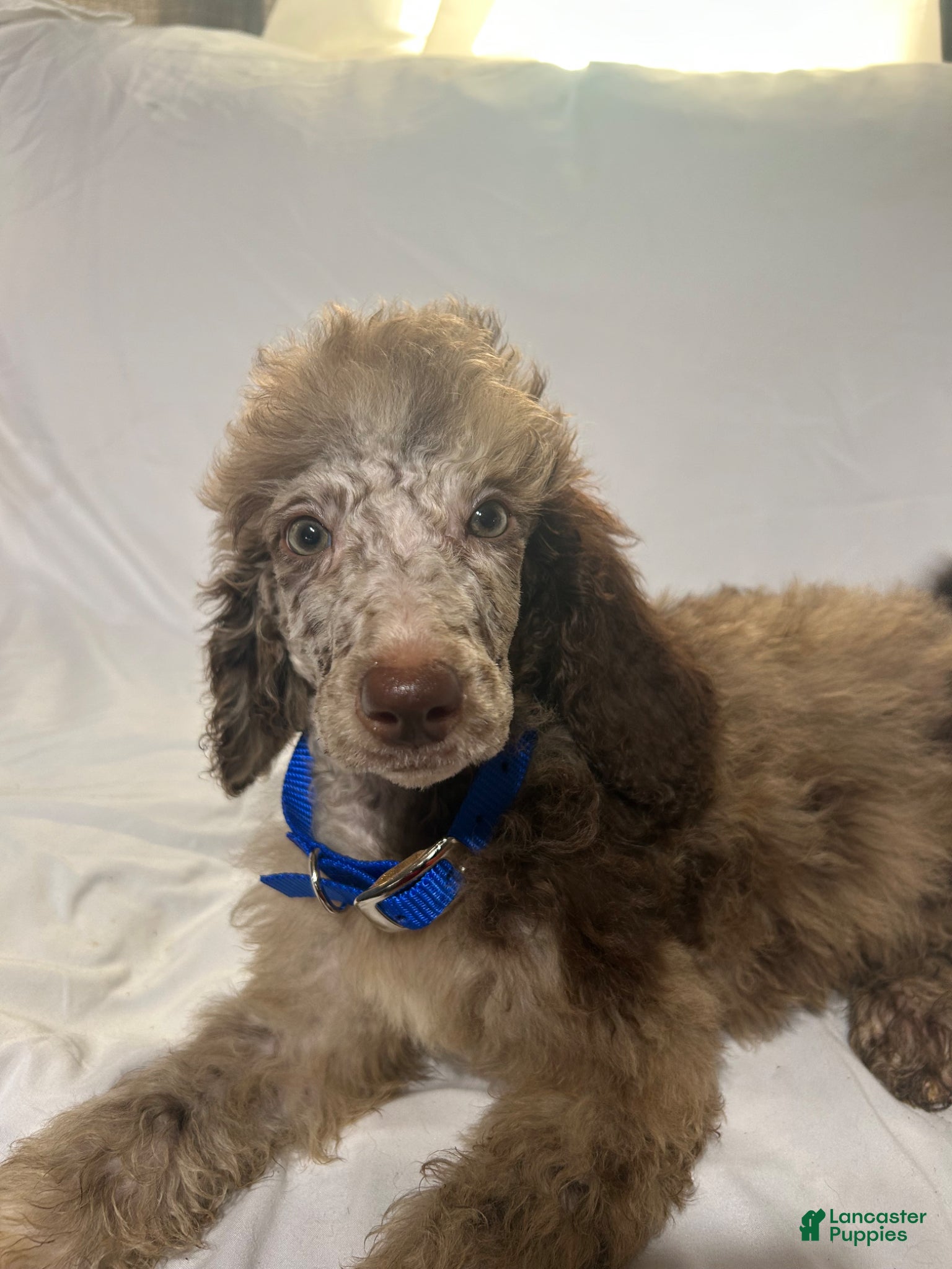 Standard Poodle dogs Standard Poodle Puppy 6 - Ad 2