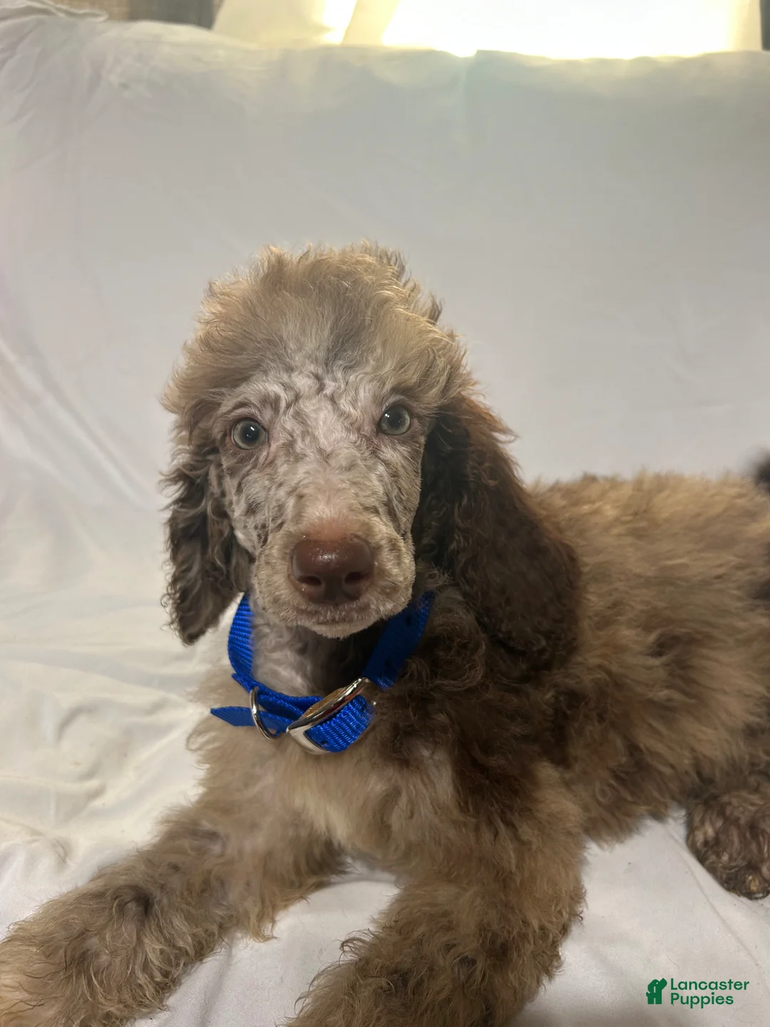 Standard Poodle dogs for sale: Standard Poodle Puppy 6 - Ad 2