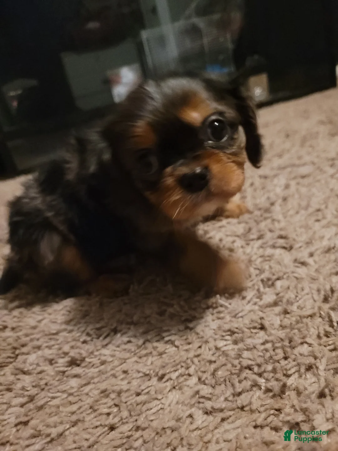 Cavalier King Charles Spaniel dogs for sale: Prince Louis - Ad 5