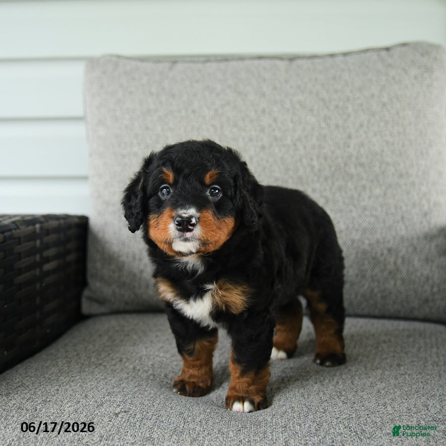 Bernedoodle dogs Sweet Pea - Ad 2