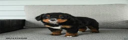 Bernedoodle dogs for sale: Sweet Pea - Ad 2