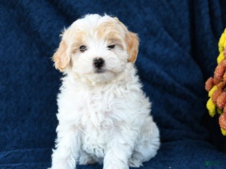 Mixed Breed dogs - Ad 18