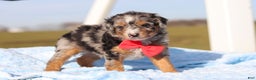 Mini Bernedoodle dogs for sale: Edison - Ad 4